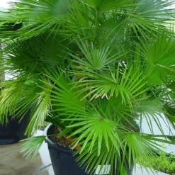 Dwergpalm (Chamaerops Humilis 'Vulcano') -Goedkope Rijke Flora Winkel 20070814190943 8 1