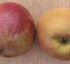 Goedkope Rijke Flora Winkel -Goedkope Rijke Flora Winkel 20080312143551 3 1