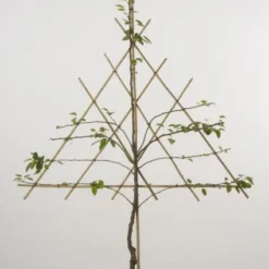 Goedkope Rijke Flora Winkel -Goedkope Rijke Flora Winkel 20080519142252 1