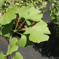 Japanse Notenboom (Ginkgo Biloba)