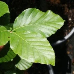 Gele Zuilbeuk (Fagus Sylvatica 'Dawyck Gold') 6 Gele Zuilbeuk (Fagus Sylvatica 'Dawyck Gold') -Goedkope Rijke Flora Winkel 20100720141916 9