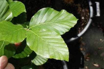 Gele Zuilbeuk (Fagus Sylvatica 'Dawyck Gold') 3 Gele Zuilbeuk (Fagus Sylvatica 'Dawyck Gold') - Afbeelding 3