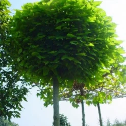 Bolcatalpa (Catalpa Bignonioides 'Nana')