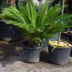 Cycaspalm (Cycas Revoluta) -Goedkope Rijke Flora Winkel 20101212150101 5 1