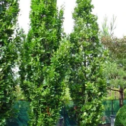 Gele Zuilbeuk (Fagus Sylvatica 'Dawyck Gold') 7 Gele Zuilbeuk (Fagus Sylvatica 'Dawyck Gold') -Goedkope Rijke Flora Winkel 20101213165908 9