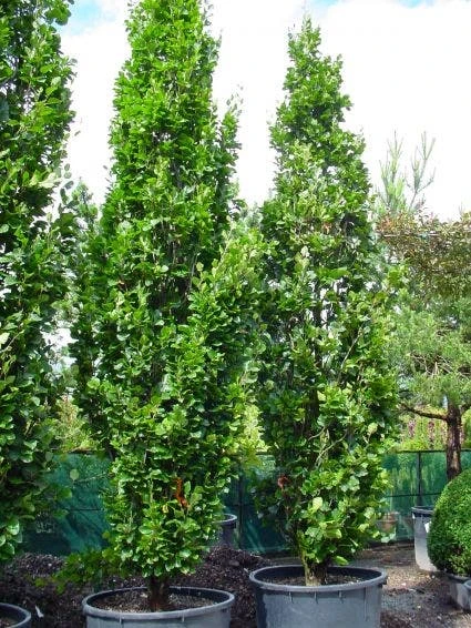 Gele Zuilbeuk (Fagus Sylvatica 'Dawyck Gold') 4 Gele Zuilbeuk (Fagus Sylvatica 'Dawyck Gold') - Afbeelding 4