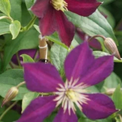 Bosrank (Clematis 'Mikelite')