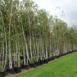 Meerstammige Berk (Betula Pendula)