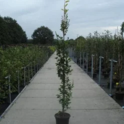 Gele Zuilbeuk (Fagus Sylvatica 'Dawyck Gold') 5 Gele Zuilbeuk (Fagus Sylvatica 'Dawyck Gold') -Goedkope Rijke Flora Winkel 20130215114700 9