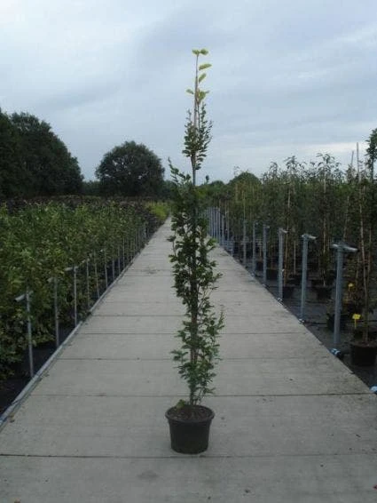 Gele Zuilbeuk (Fagus Sylvatica 'Dawyck Gold') 2 Gele Zuilbeuk (Fagus Sylvatica 'Dawyck Gold') - Afbeelding 2