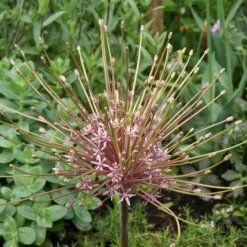 Sierui (Allium Schubertii)