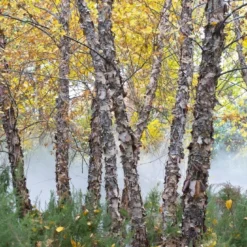 Zwarte Berk (Betula Nigra) -Goedkope Rijke Flora Winkel betula nigra01
