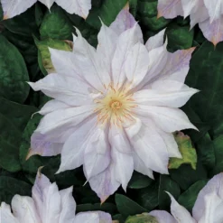 Bosrank (Clematis 'Jackmanii Alba')
