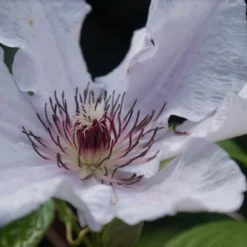 Bosrank (Clematis 'Snow Queen') -Goedkope Rijke Flora Winkel clematis snow queen 1