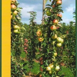 Zuilfruit (Malus Domestica 'Goldcats')