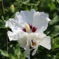 Altheastruik Als Boom (Hibiscus Syriacus 'Red Heart') -Goedkope Rijke Flora Winkel hibiscussyriacus redheart03b 1
