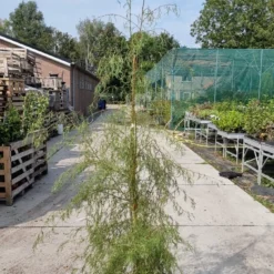Berk (Betula Pendula 'Karaca') -Goedkope Rijke Flora Winkel img 20210917 wa0021 1