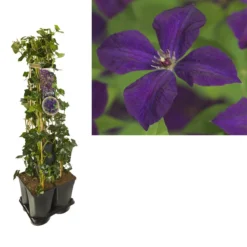 Hedera-Clematis Mix Haag (Polish Spirit)