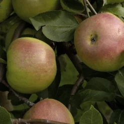 Lei-Appel (Malus Domestica 'Rajka')