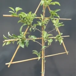 Goedkope Rijke Flora Winkel -Goedkope Rijke Flora Winkel malusleivorm1 3 1