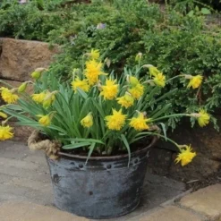 Goedkope Rijke Flora Winkel -Goedkope Rijke Flora Winkel narcissus ripvanwinkle 1 1