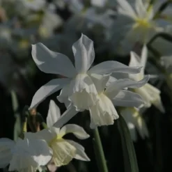Goedkope Rijke Flora Winkel -Goedkope Rijke Flora Winkel narcissus thalia 5 1