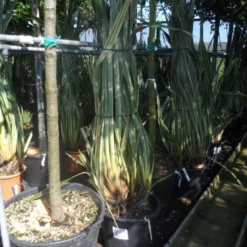 Nieuw Zeelands Vlas (Phormium Tenax 'Variegatum') -Goedkope Rijke Flora Winkel phormium tenax variegatum 125 150 175 c50 70