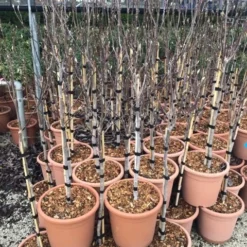 Beverboom Op Stam (Magnolia 'Susan') -Goedkope Rijke Flora Winkel susanopstam50cm