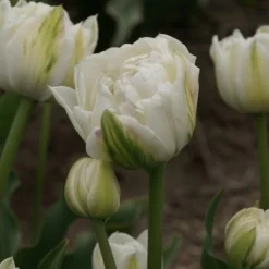 Tulp (Tulipa 'Mount Tacoma', Dubbele Tulpen)