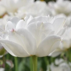 Goedkope Rijke Flora Winkel -Goedkope Rijke Flora Winkel tulipa mounttacoma1 1