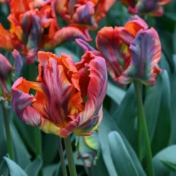 Tulp (Tulipa 'Rasta Parrot')