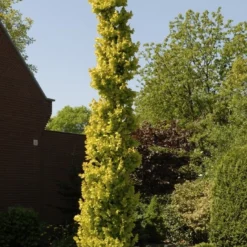 Goudiep (Ulmus Hollandica 'Wredei')