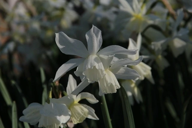 Goedkope Rijke Flora Winkel -Goedkope Rijke Flora Winkel 3